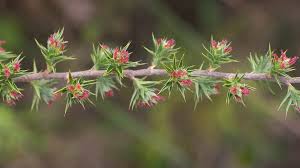 Image result for Cliffortia