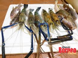 See 3 unbiased reviews of gerai makan mak ngah udang galah sepit biru, rated 3.5 of 5 on tripadvisor and ranked #5 of 9 restaurants in kuala rompin. Memburu Sepit Biru Sepanjang Hari Utusan Borneo Online