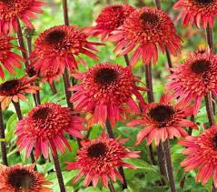 Echinacea Raspberry Truffle White Flower Farm Bulb Flowers Echinacea