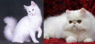 Perbedaan Harga Kucing Anggora Dan Persia Kucing Anggora Dan Persia Medium Beda Kucing Anggora Dan Persia Makanan Kucing Anggora Cir Kucing Kucing Persia Hewan