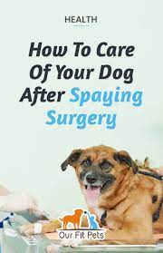 How To Care Of Your Dog After Spaying Surgery Our Fit Pets Dog Spay Dog Spay Recovery Spay