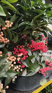 Image result for Ardisia staudtii