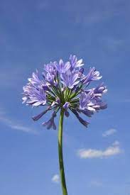 Image Result For Agapanthus Agapanthus Plant Agapanthus Purple Flowers Wallpaper