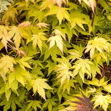 As is the case with all japanese maples well drained soil that is high in organic matter would be. Acer Orange Dream Japanese Maple Gardenersdream