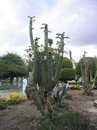 In doses of 5 to 22 milligrams per kilo of weight, it has psychotropic properties. Psychoactive Cactus Wikipedia