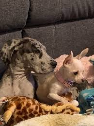 How long do teacup chihuahuas live? Great Dane Puppy And Best Friend Apple Head Teacup Chihuahua Album On Imgur