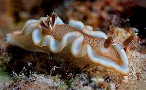 Image result for Isoglossa gregorii