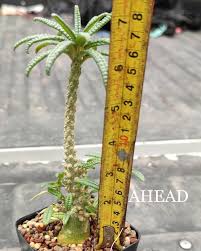 Image result for Dorstenia dinklagei