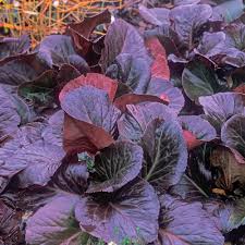 Image result for Bergia polyantha