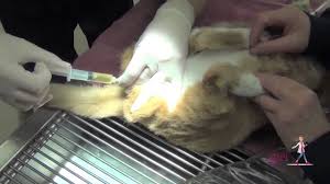 Hill's science diet urinary & hairball control falls just in between our other two wet cat food picks on price and nutritional value. Feline Urethral Obstruction Fuo How To Unblock A Cat Vetgirl Veterinary Ce Videos Youtube