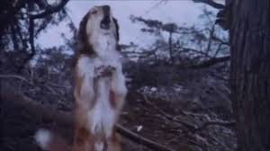 The movie opens with a horse grazing in a small clearing in the middle of the forest. The Pack 1977 Trailer Youtube
