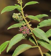 Image result for Vincetoxicum sylvaticum