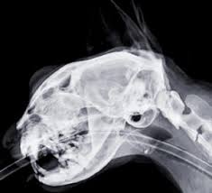 It is important to know what to expect and differences between. Cat Ultrasound Mri Xray And Radiology Animal Clinic Of Billings