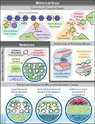 The middle lamella, the primary cell wall and the secondary cell wall, each differing somewhat under that is the thin, flexible and extendable primary cell wall, which is made up of cellulose, hemicellulose and pectin. 2 Main Molecular Scale Chemical Impacts To Plant Cell Wall Components Download Scientific Diagram