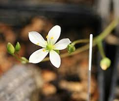 Image result for Talinum crispatulum