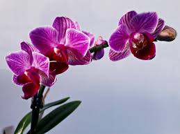 Orchids are a lot easier to grow than many people realize. Basic Orchid Growing Tips Dengarden