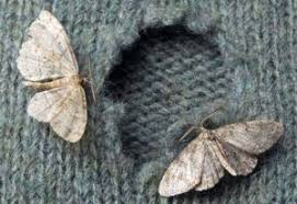The uk is in the middle of a clothes moth invasion, with their numbers tripling in the last five years. How To Get Rid Of Moths 5 Home Remedies Pest Wiki