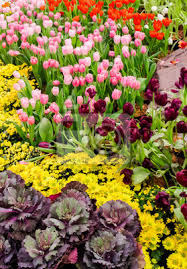 Viele sorten mit unterschiedlichen blühzeiten lassen sich. Bunte Tulpen Und Blumen Die Im Gemutlichen Garten Bluhen Fototapete Fototapeten Myloview De