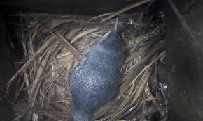 All 18 penguin species are legally protected from hunting and egg collecting. Little Penguins Korora Life Cycle Forest And Bird
