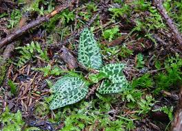 Image result for Goodyera