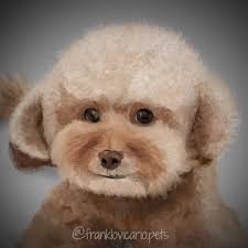 Hoy presentamos el #retratodemascota de #jacinta la mascota de #tamarafalco  @Tamara Falco @El Hormiguero #elhormiguerooficial #ilustraciondigital #pets  #caniches ¿Quieres un dibujo como éste? Envíame ...