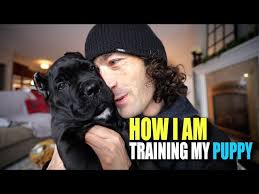 How I Am Training My PUPPY Cane Corso