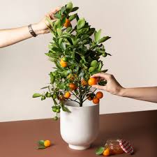Candidates as indoor fruit trees. This Citrus Tree Is An Apartment Game Changer Bon Appetit