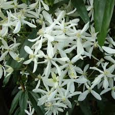 Maybe you would like to learn more about one of these? Buy Clematis Armandi Plants J Parker Dutch Bulbs