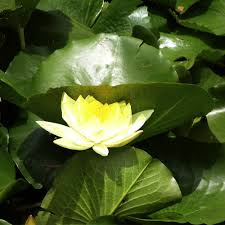 Image result for Nymphaea cf. mexicana