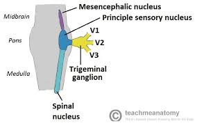 Occipital nerve stimulation (ons), also called peripheral nerve stimulation (pns) of the. The Maxillary Division Of The Trigeminal Nerve Cnv2 Teachmeanatomy