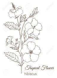 You can use the flowers of hibiscus plants to make teas and liquid extracts that can be used to promote weight loss and treat upset stomach and cancer. Vector Illustration Of Tropical Flower Isolated On White Background Hand Drawn Hibiscus Floral Outline Coloring Page Sketch Style Tropic Design Elements Royalty Free Cliparts Vectors And Stock Illustration Image 126718563