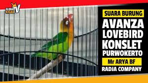 Jual beli burung area purwokerto. Radja Purwokerto Konslet Lagi Lovebird Avanza Mr Arya Turun Gantangan Disawer Uang By Brandy Watch Channel