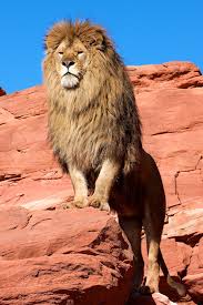 Pride Rock Big Cats Owls And Other Beautiful Creatures Animals Lion Majestic Animals