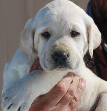 Male British Virtually White Labrador From The Sparky And Morgan Litter Last Pup In Litter Belovedlabs Lab Puppies English Labrador English Labrador Puppies