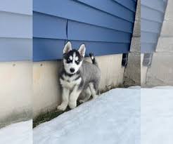 Buy, sell or adopt local pets in wi wisconsin. Puppyfinder Com Siberian Husky Puppies Puppies For Sale Near Me In Wisconsin Usa Page 1 Displays 10