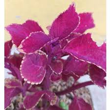 We did not find results for: Tanaman Hias Bunga Miana Bunga Iler Coleus Warna Merah Terbaru Agustus 2021 Harga Murah Kualitas Terjamin Blibli