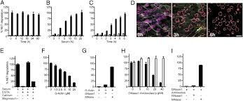 How did felix gallardo get rid of enrique clavel? Impairment Of Neutrophil Extracellular Trap Degradation Is Associated With Lupus Nephritis Pnas