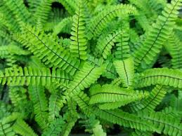 Image result for Asplenium monanthes