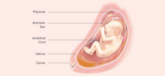 This goes back to the whole idea that listening to mozart should start while baby is still developing on the inside. 26 Weeks Pregnant Symptoms And Baby Development Pampers