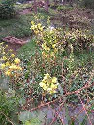 Image result for Caesalpinia decapetala