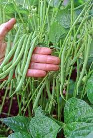 Companion planting is a great method to keep in mind when planting a garden. Growing Green Beans Growing Green Beans How To Grow Green Beans Grow Green Beans