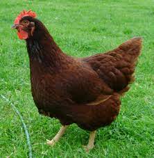 In the world of barnyard poultry, the rhode island red would probably win every popularity contest. Chicken Nugget The Rhode Island Red Rhode Island Red Chickens Rhode Island Red Rooster Rhode Island Red