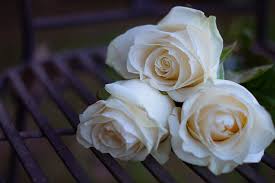 We did not find results for: Rose White Rose Roses Plant Bloom Flower Nature Blossom Floral Love Pxfuel