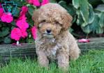 138 Best TOY POODLE PUPPIES images | Puppies, Poodle, Toy ...