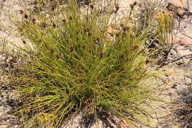 Image result for Tetraria