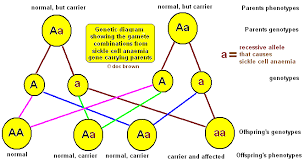 Genetics Inheritance Of Characteristics Dominant Recessive