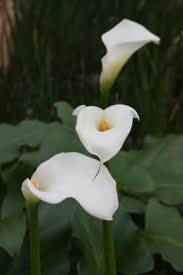 Image result for Zantedeschia