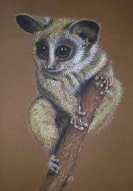 Pictures Bush Baby Google Search Baby Illustration Baby Drawing Baby Tattoos