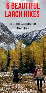 6 Beautiful Larch Hikes Around Calgary For Canada Travel Outdoor Vacation Hiking Trip