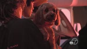 Let us know how we can help! Dozens Of Pets Unharmed After Fire Breaks Out At Wag Hotel Boarding Kennel In Redwood City Abc7 San Francisco